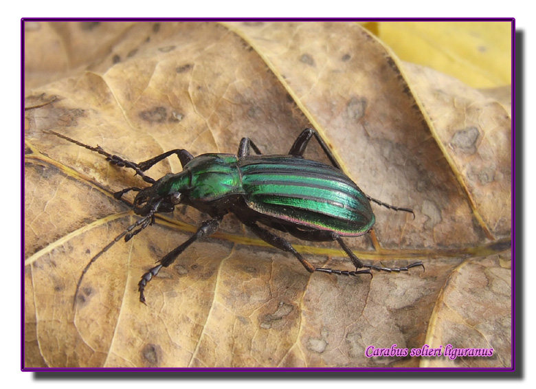 Carabus solieri liguranus